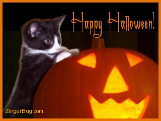 Click to get the codes for this image. Cute photo of a kitten standing up against a jack-o-lantern. The comment reads: Happy Halloween!