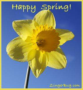 Click to get the codes for this image. Happy Spring Daffodil, Spring Free Image, Glitter Graphic, Greeting or Meme for Facebook, Twitter or any forum or blog.