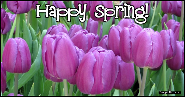 Click to get the codes for this image. Happy Spring Purple Tulips, Spring Free Image, Glitter Graphic, Greeting or Meme for Facebook, Twitter or any forum or blog.