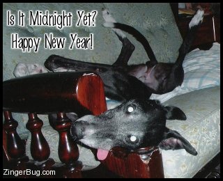 Click to get the codes for this image. Hysterical phtoto of a dog lying on it's back on a sofa with legs going in all directions and its tongue hanging out of its mouth. The comment reads: Is it Midnight Yet? Happy New Year!