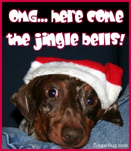 Click to get the codes for this image. Funny photo of a very worried looking dog wearing a Santa hat. The comment reads: OMG... Here come the jingle bells!