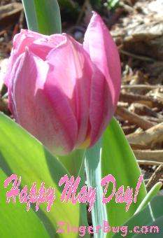 Click to get the codes for this image. Happy May Day Pink Tulip, May Day  Beltane Free Image, Glitter Graphic, Greeting or Meme for Facebook, Twitter or any forum or blog.