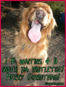 Click to get the codes for this image. Funny photo of a dog with it's eyes closed and tongue sticking out. The comment reads: I B waiting 4 U under da Mistletoe! Merry Christmas!
