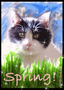 Click to get the codes for this image. This glitter graphic shows a cute little black and white kitten with green grass and a blue sky. The comment reads: Spring!