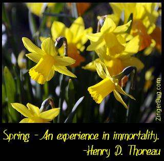 Click to get the codes for this image. This beautiful graphic shows a photo of yellow daffodils with a quote from Henry D. Thoreau. The comment reads: Spring - An experience in immortality.