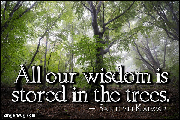 Click to get the codes for this image. All our wisdom is stored in the trees. ~ Santosh Kalwar